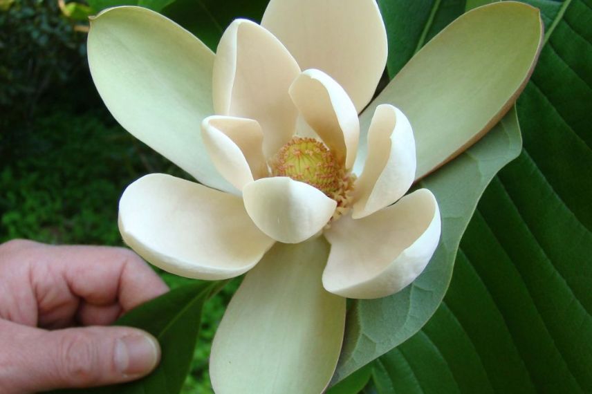 Magnolia à fleurs parfumées