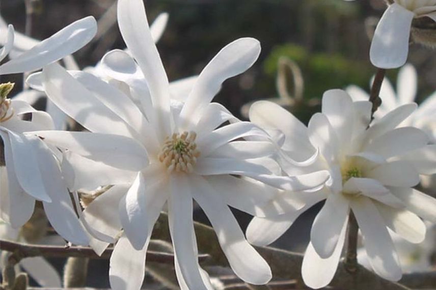 Magnolia étoilé