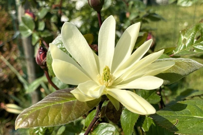 Magnolia étoilé à fleurs jaune pâle