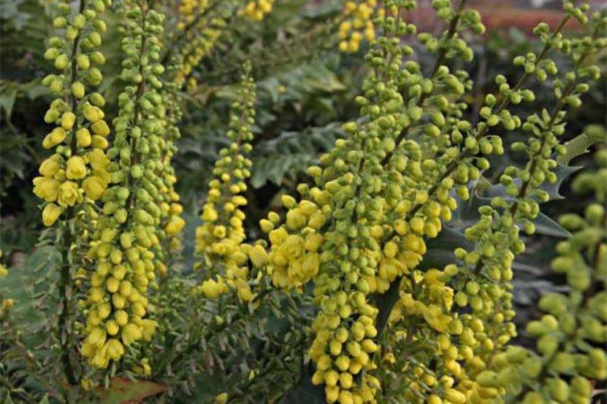 Mahonia