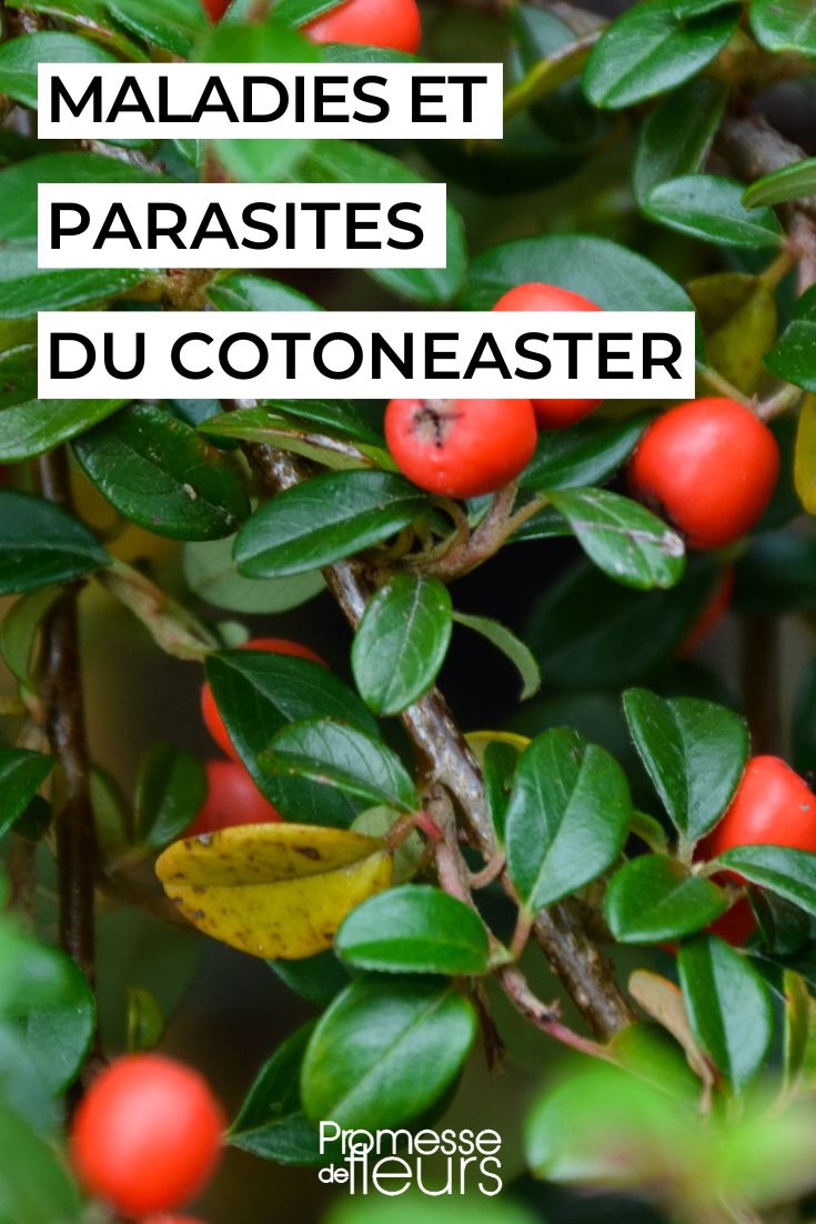 cotoneaster malade