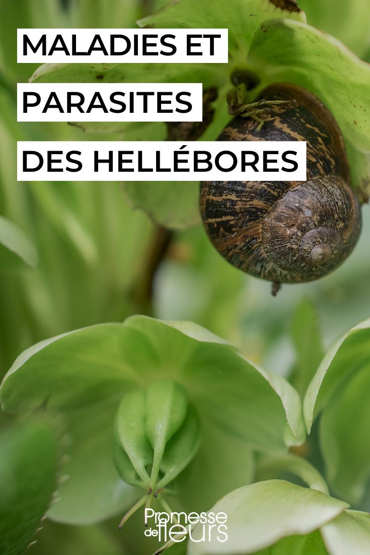 soigner une hellébore