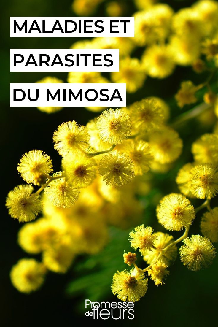 mimosa malade