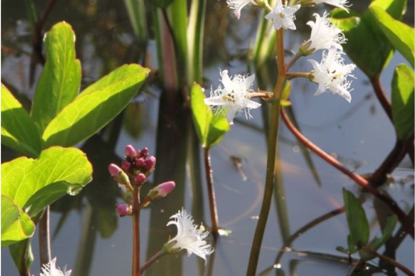 trefle d'eau plante aquatique rustique