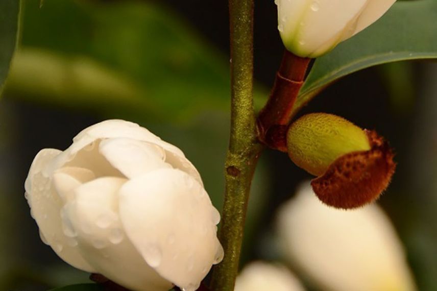 Magnolia parfumé