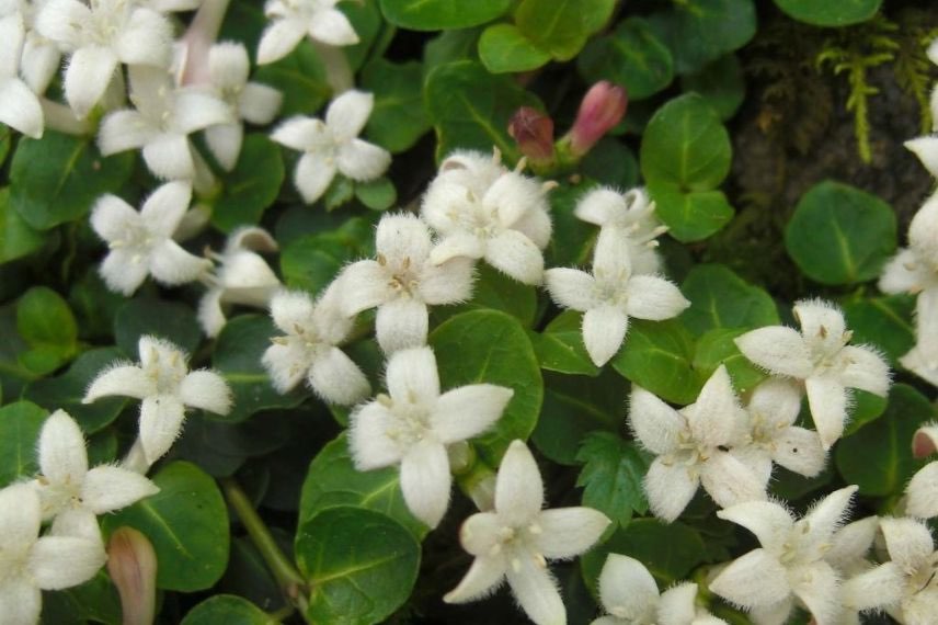 Mitchellia climat montagnard jardin sans entretien