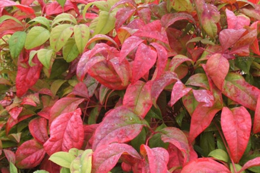 nandina