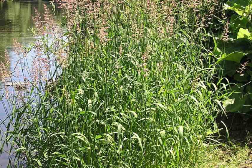 Phalaris arundinacea plante aquatique rustique