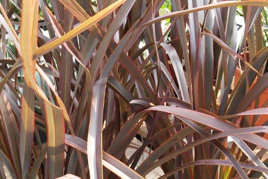 phormium