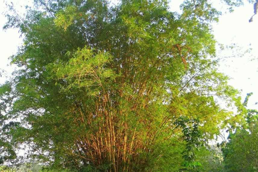 Phyllostachys aurea