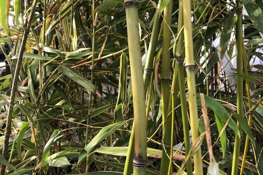 Phyllostachys flexuosa