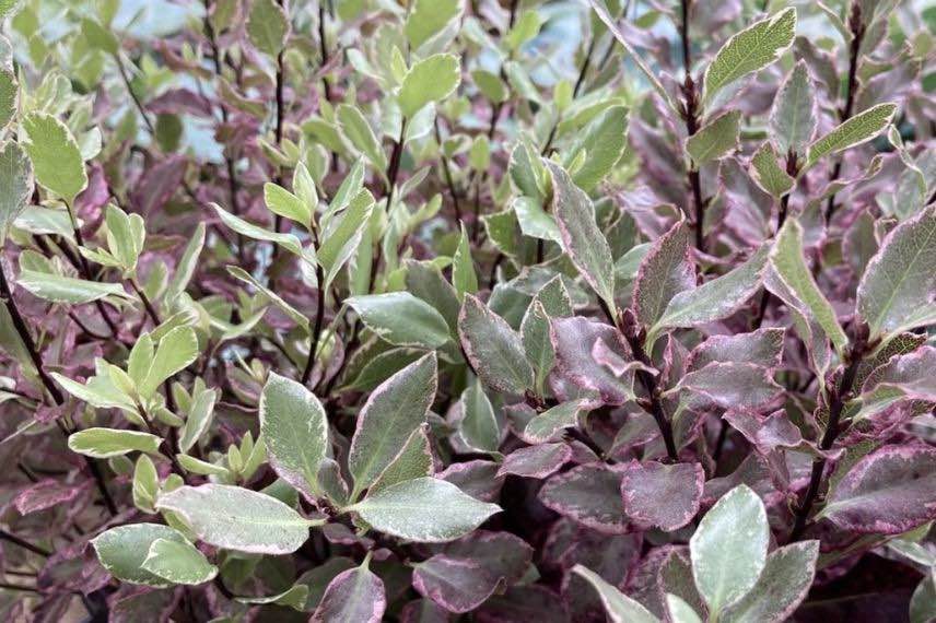 Pittosporum