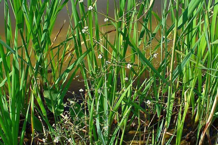 plantain d'eau plante aquatique rustique