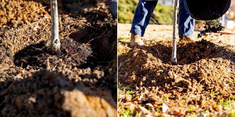 Plantation d'un érable en pleine terre