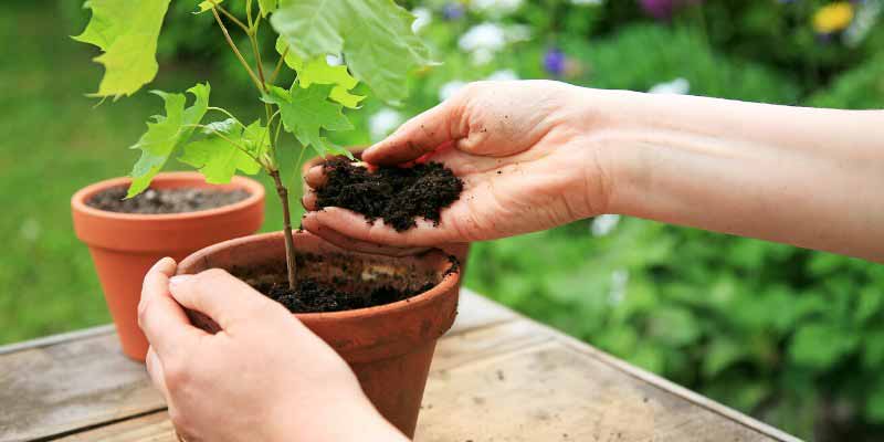 Comment planter un érable en pot