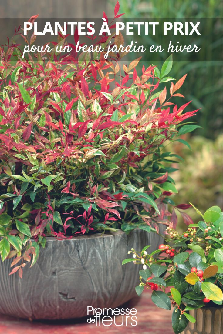 Nandina 'Fire Power'