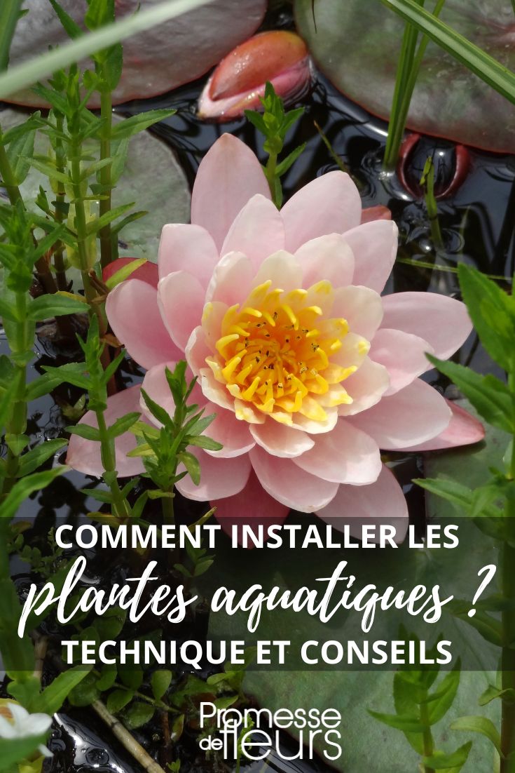 Hiverner les plantes de bassin