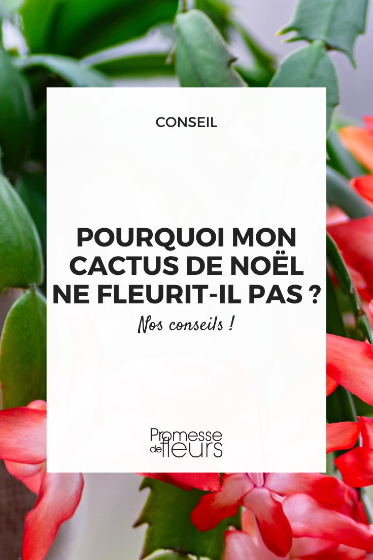 Cultiver le cactus de Noël - Blog Promesse de fleurs