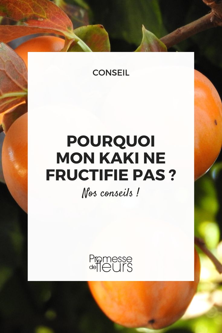 Tous nos conseils pour que votre plaqueminier soit couvert de beaux fruits orange