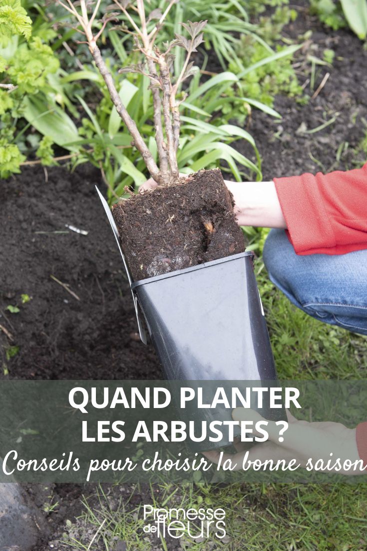 quand planter les arbustes