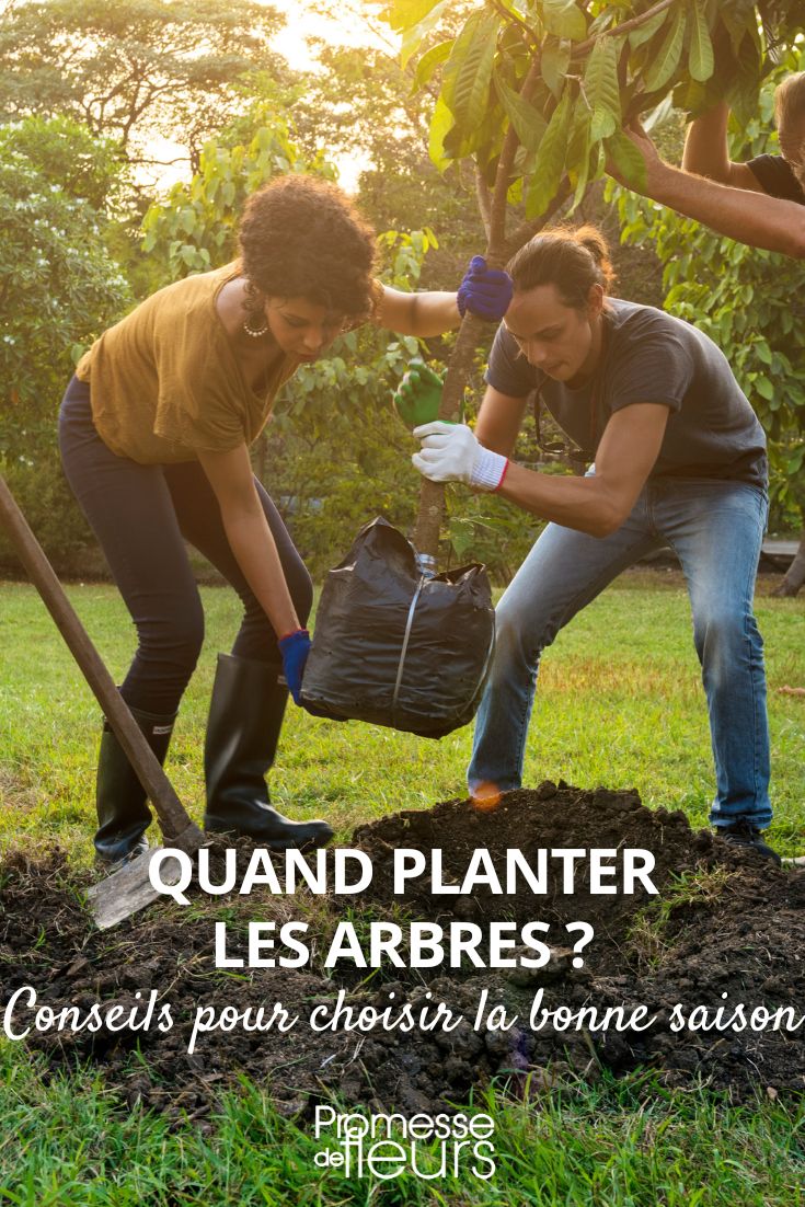 quand planter les arbres ?