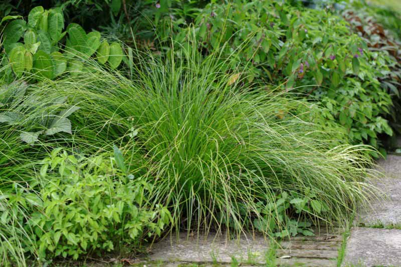 Le feuillage fin, vert émeraude, du Carex 'Osaka'