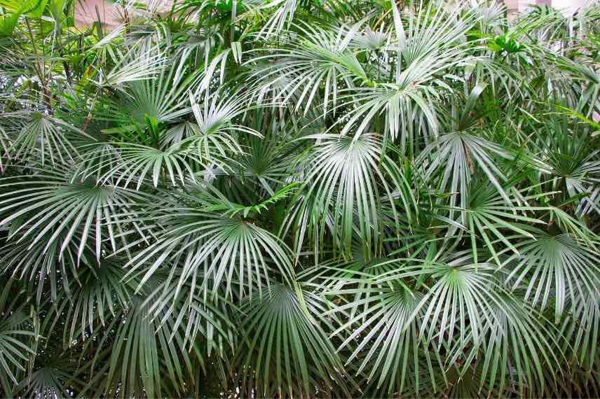 Rhapidophyllum hystrix