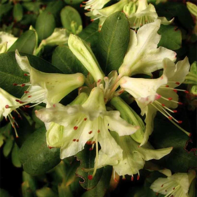 rhododendrons nains