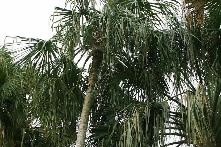 grand palmier