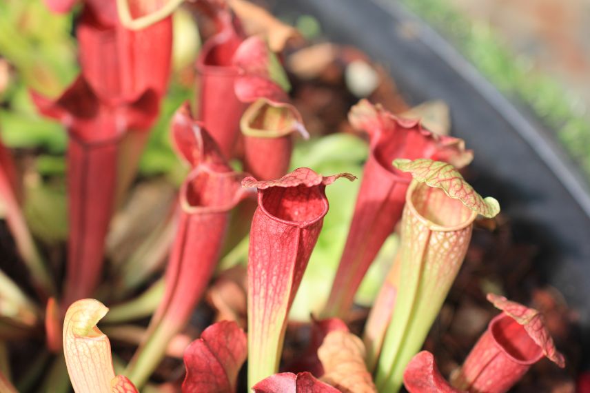 Une plante carnivore : c'est quoi ? - Promesse de Fleurs