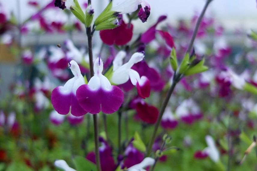 Salvia vivace à fleurs bicolores