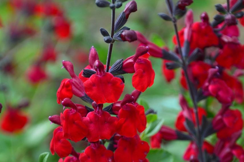 Salvia vivace sol sec 