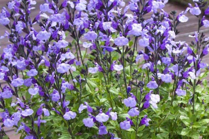 Salvia microphylla