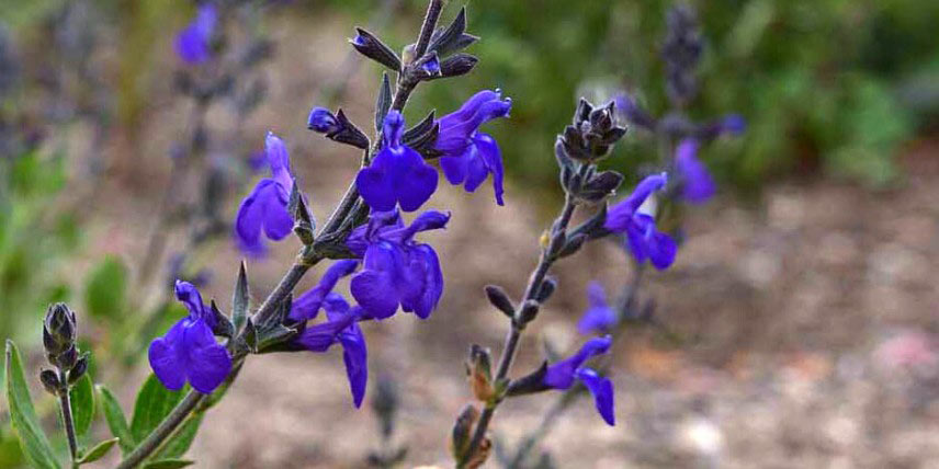 Salvia 'Blue Note'