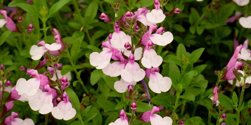 Salvia 'Dyson's Joy'