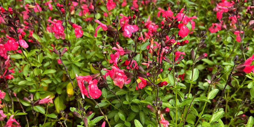 Salvia 'Mirage Salmon'