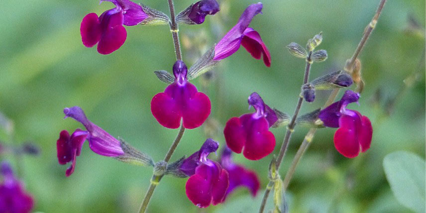 Salvia jamensis 'Violette de Loire'