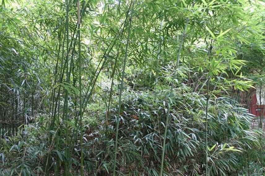 Semiarundinaria fastuosa, bambou japonais