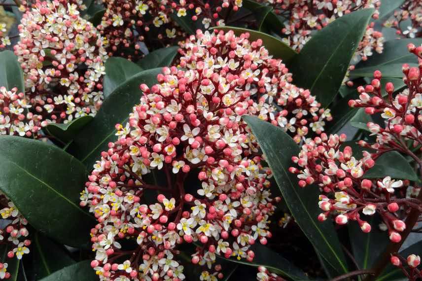 Skimmia jardin sans entretien