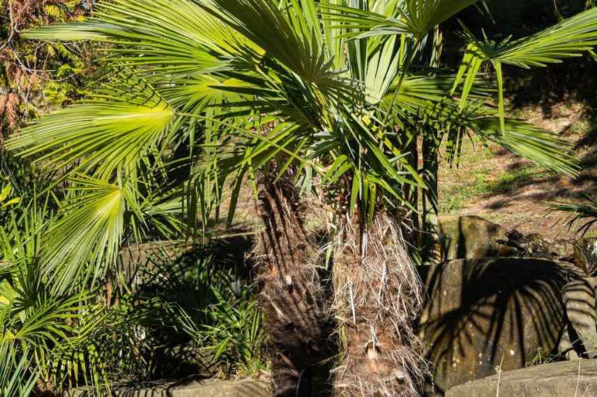 Trachycarpus