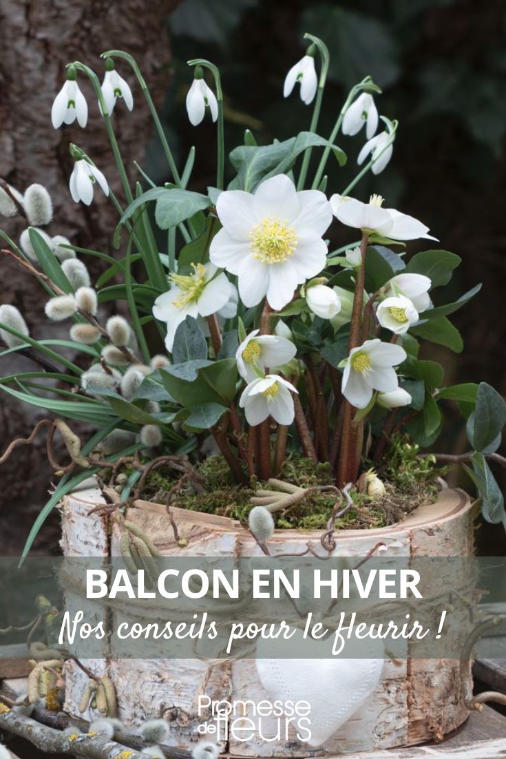 perce neige et hellebore