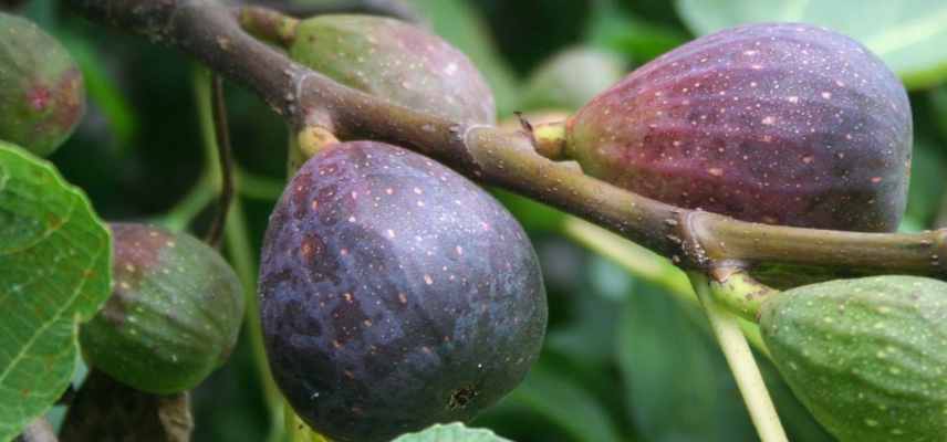 Ficus carica Violette de Sollies