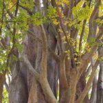 Zelkova - Orme du Japon : planter et entretenir