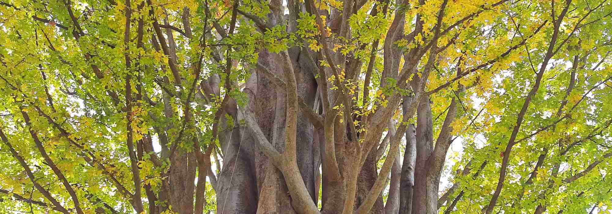 Zelkova - Orme du Japon : planter et entretenir