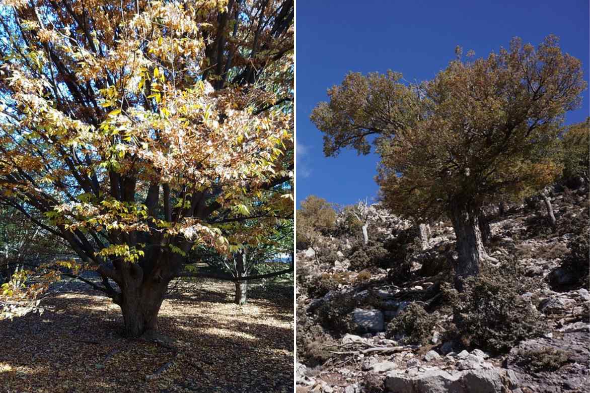 Zelkova japonais et de crete