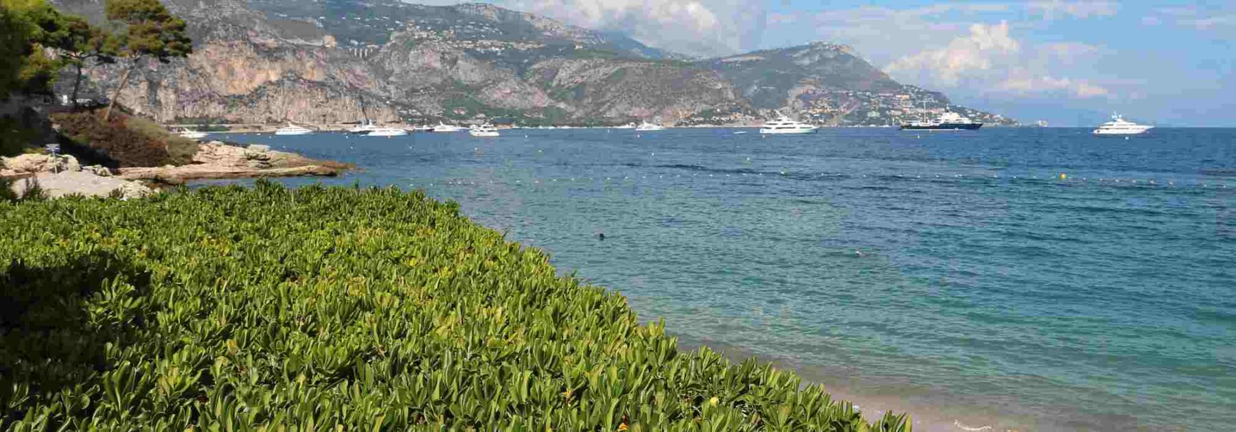 5 arbustes pour une haie en bord de mer