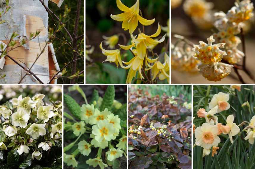 Idees massif avec erythronium