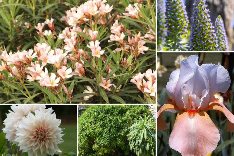 Jardiniere Obélisque Porte Plante Fleur de Lys en Fer Forgé