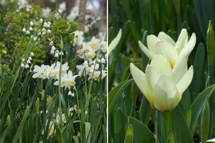 associer le leucojum