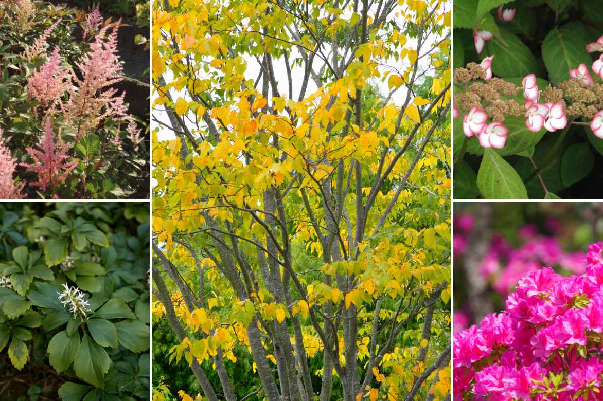 associer un zelkova